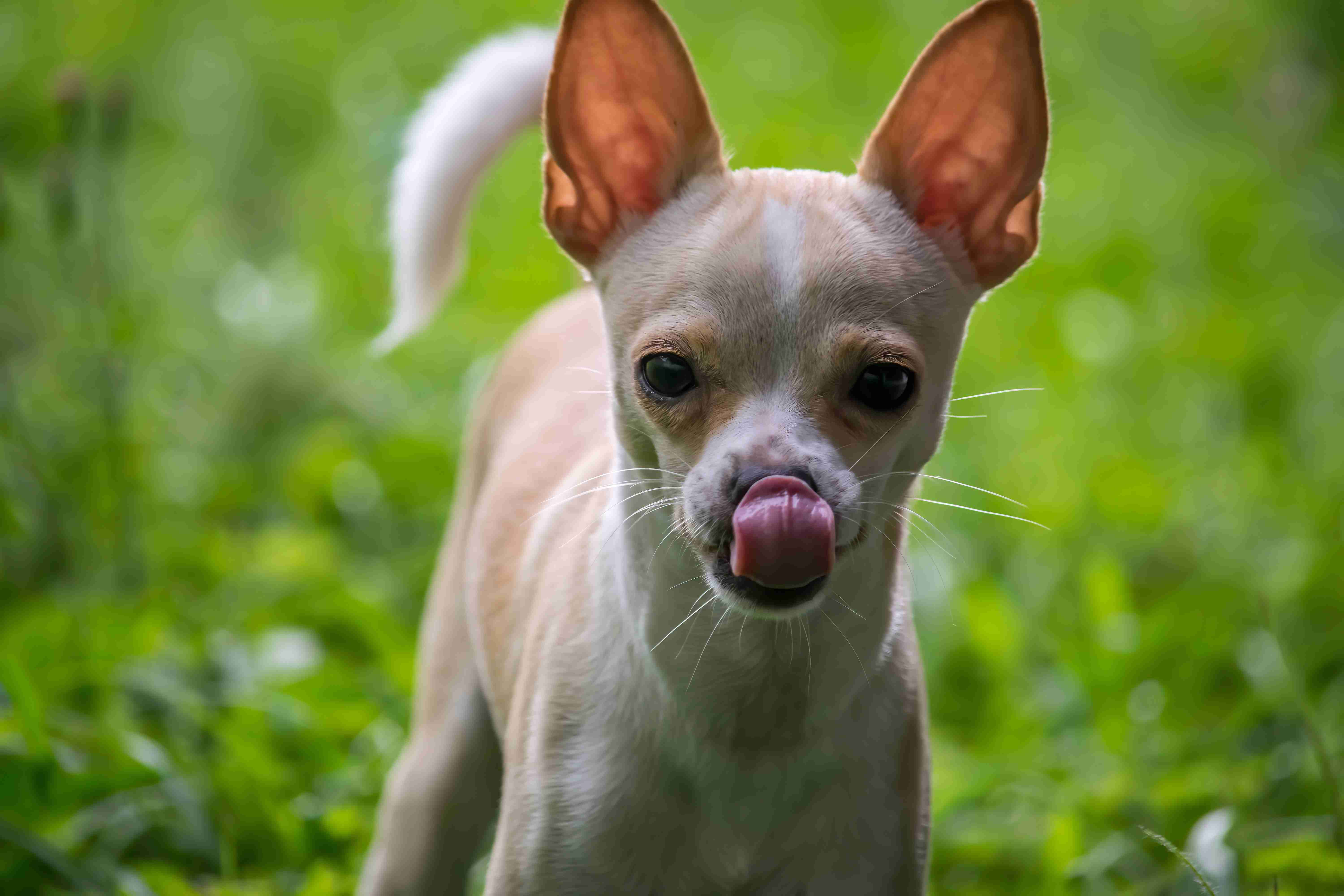 Are there any specific techniques to help a Chihuahua calm down during a bout of anger?